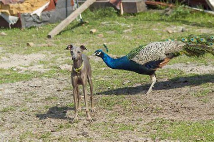 What will scare peacocks away?