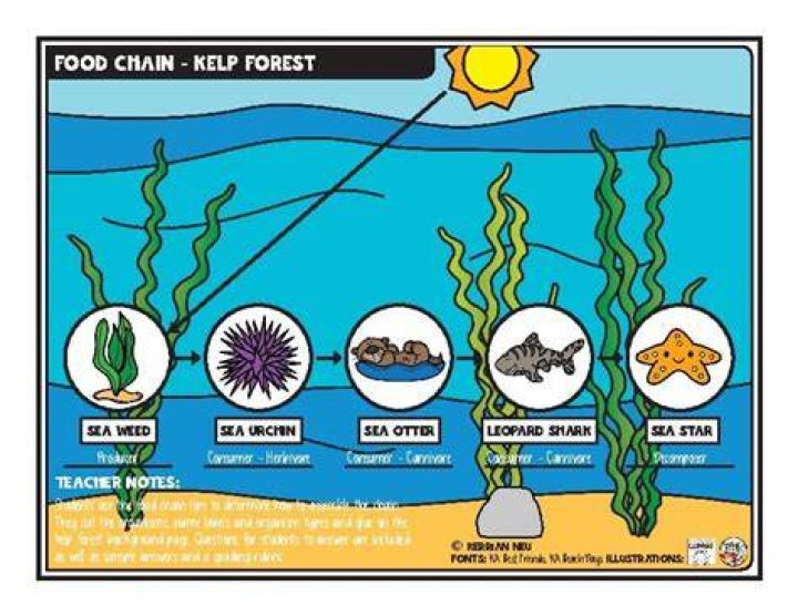 What would be an example of a food chain in the giant kelp forest ecosystem?
