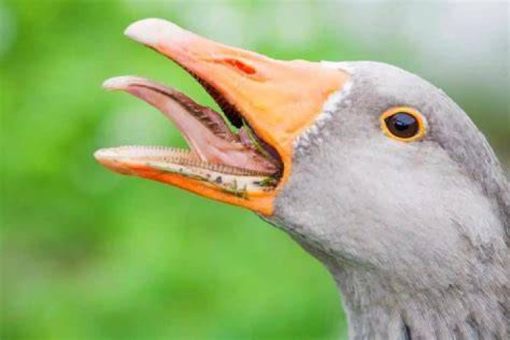 What would happen if birds did not have a beak?