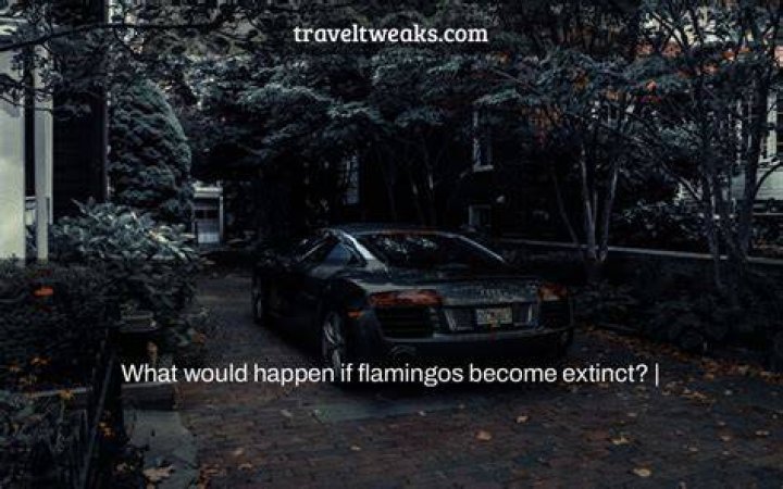 What would happen if flamingos become extinct?