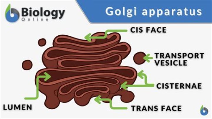 What would the Golgi apparatus be in a house?