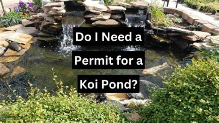 What you need for a koi pond?