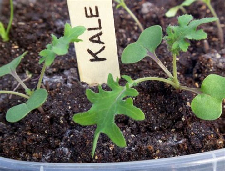 When can I plant kale seedlings?