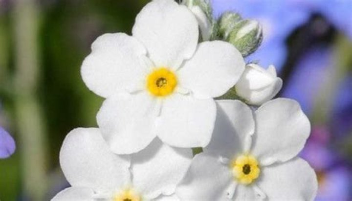 When can I sow Myosotis?