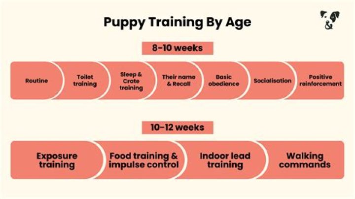 When can you begin training a puppy?