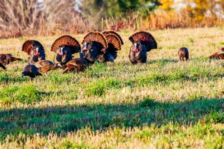 When can you hunt turkeys?