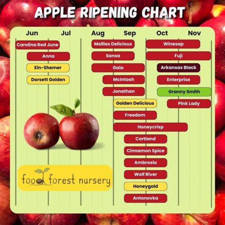 When can you pick Honeycrisp apples?