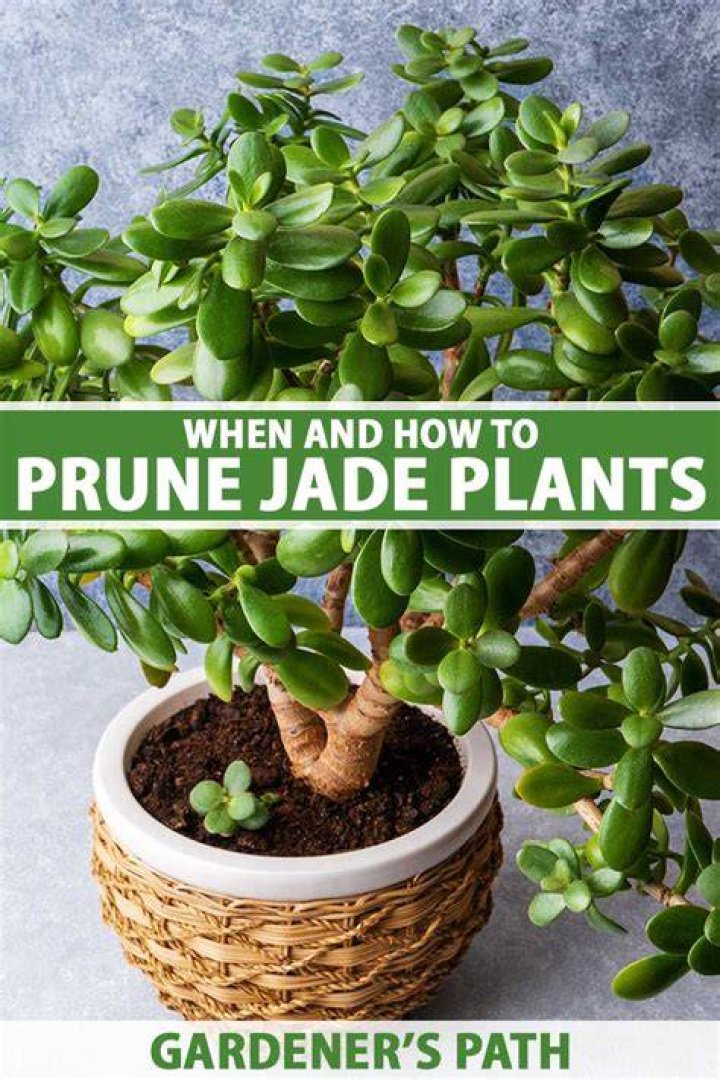 When should I bring my jade plant inside?
