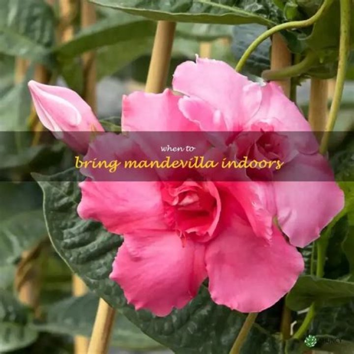When should I bring my Mandevilla indoors for the winter?