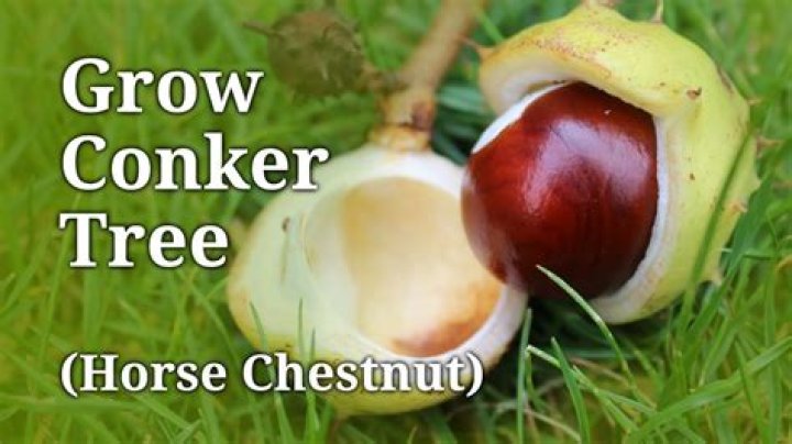 When should I pick conkers?