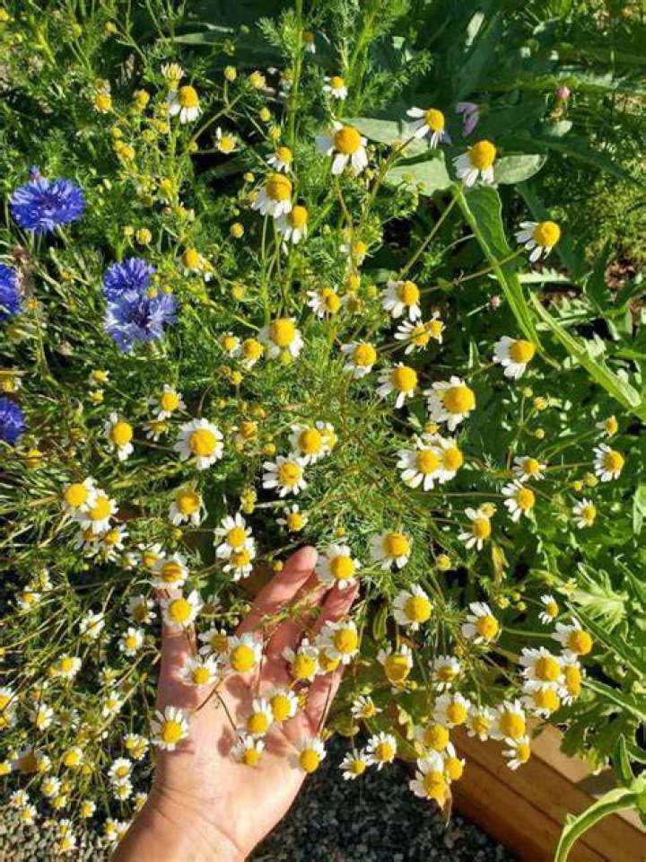 When should I plant chamomile?