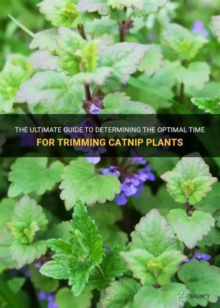 When should I trim catnip?