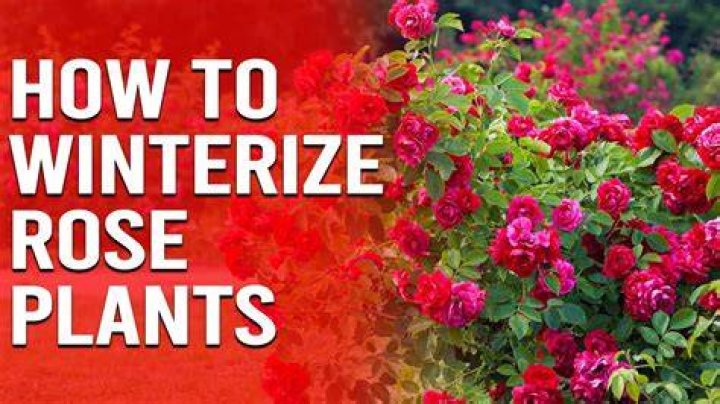 When should I winterize my roses?