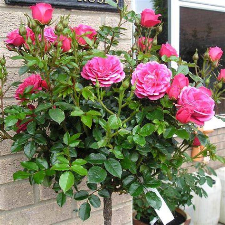 When should you buy standard roses?