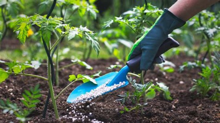 When should you fertilize flowering trees?