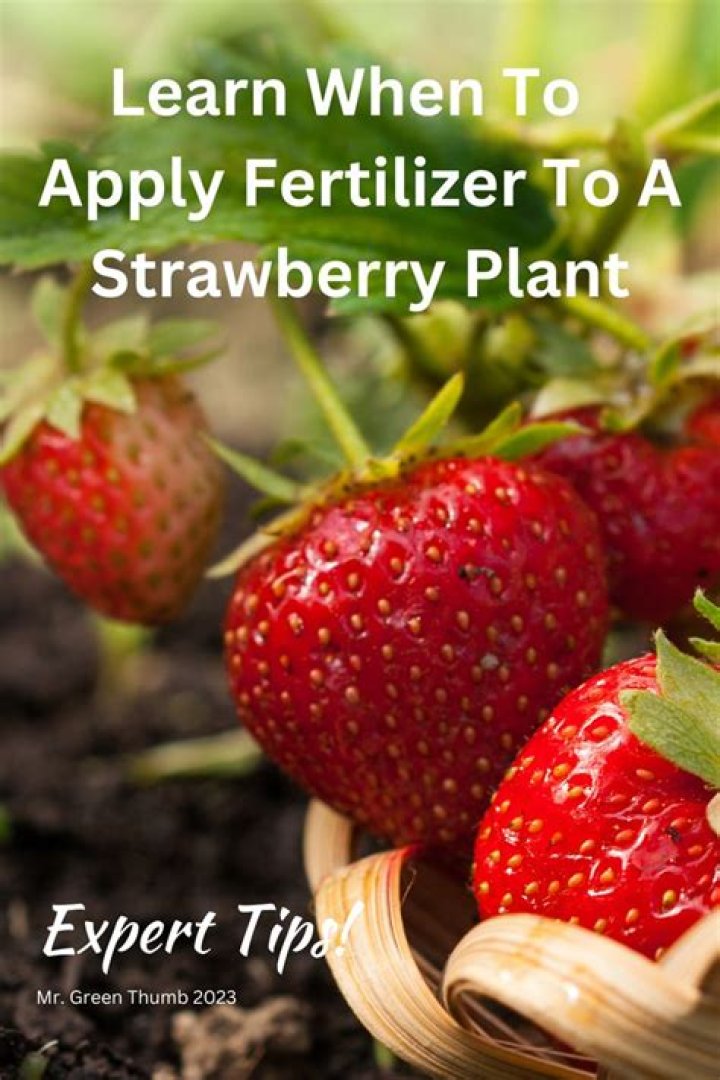 When should you fertilize strawberry plants?
