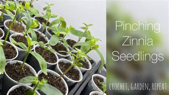 When should you pick zinnias?
