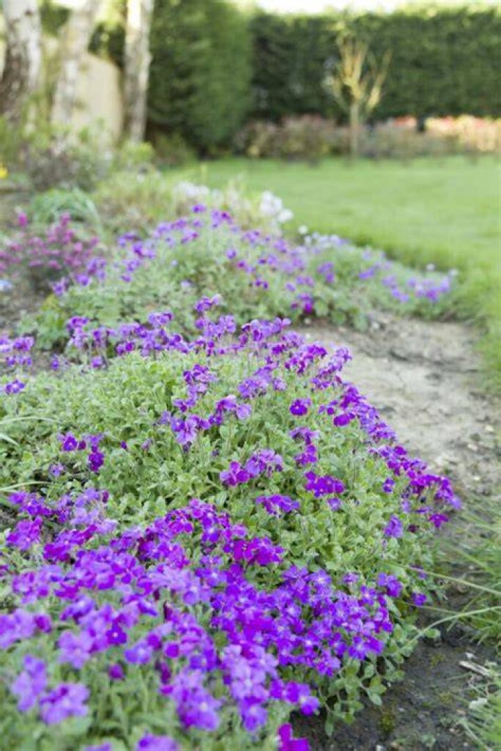 When should you plant aubrieta?