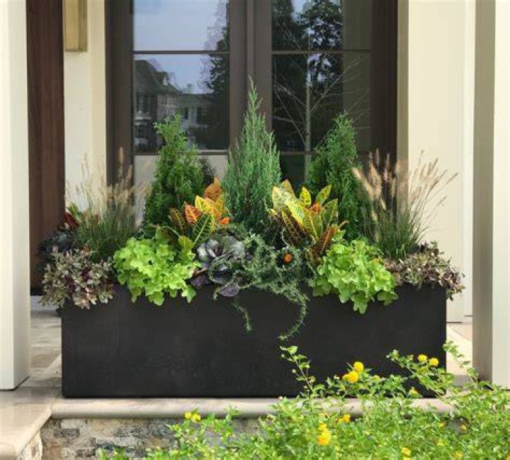 When should you plant evergreens?