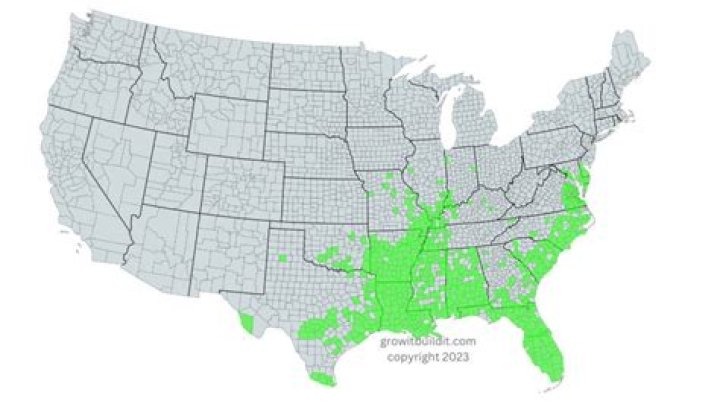 Where are bald cypress trees found?