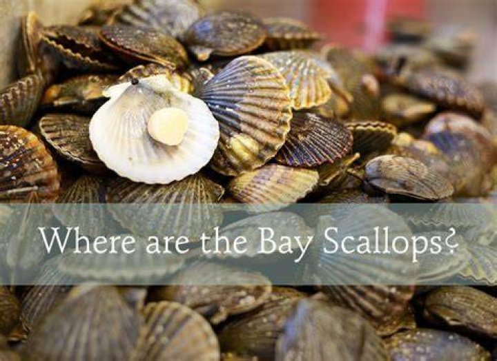 Where are bay scallops from?