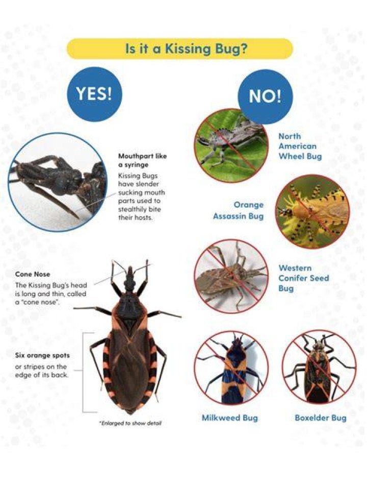 Where are kissing bugs? | ContextResponse.com
