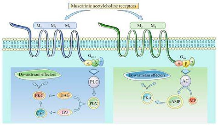 Where are nicotinic and muscarinic receptors located?