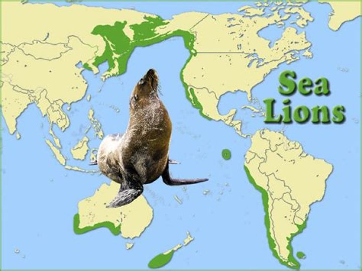 Where are sea lions found?