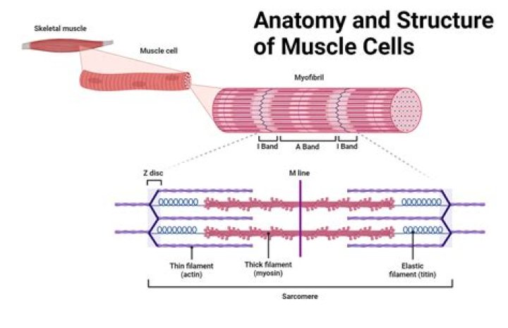 Where are skeletal muscle cells found?