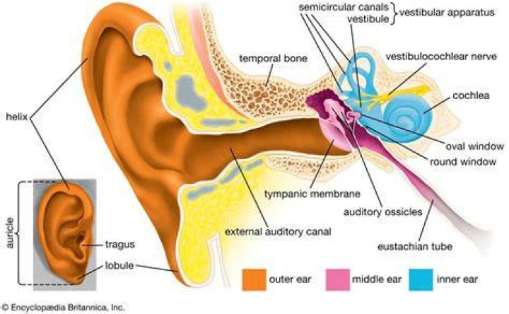 Where are Stereocilia found?