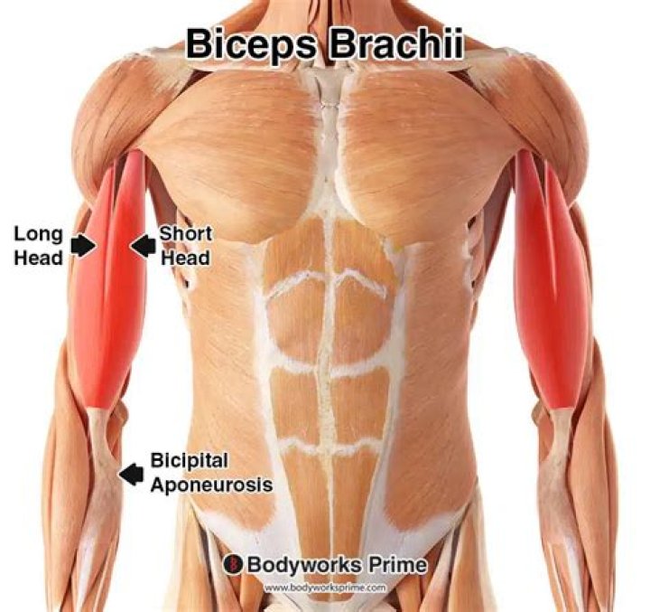 Where are the biceps located?