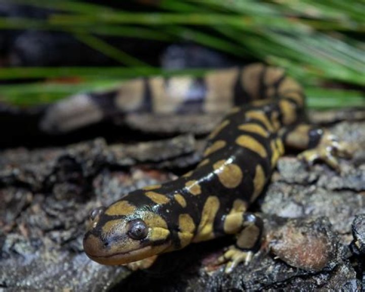Where are tiger salamanders found?