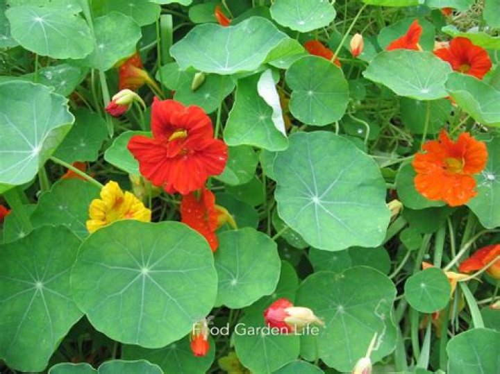 Where can I buy real edible flowers?