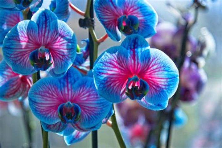 Where can I find blue orchids?