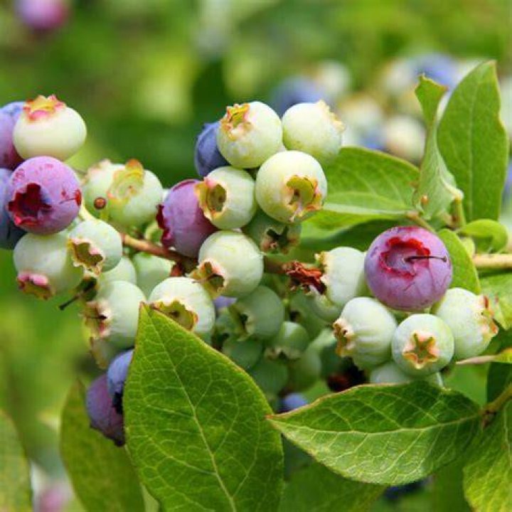 Where can I pick blueberries in Vancouver?