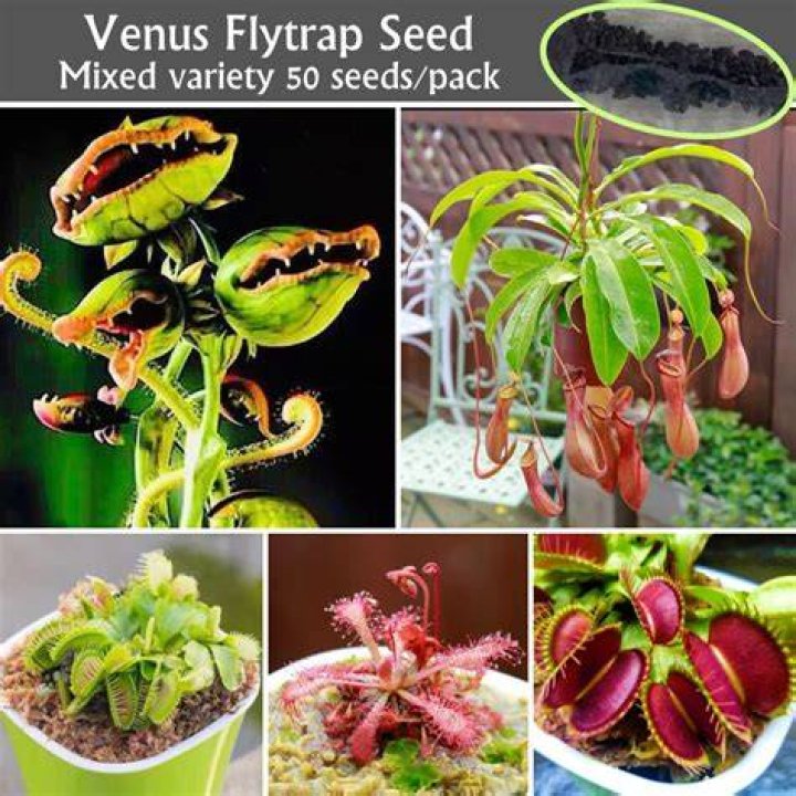Where can you buy Venus fly traps?