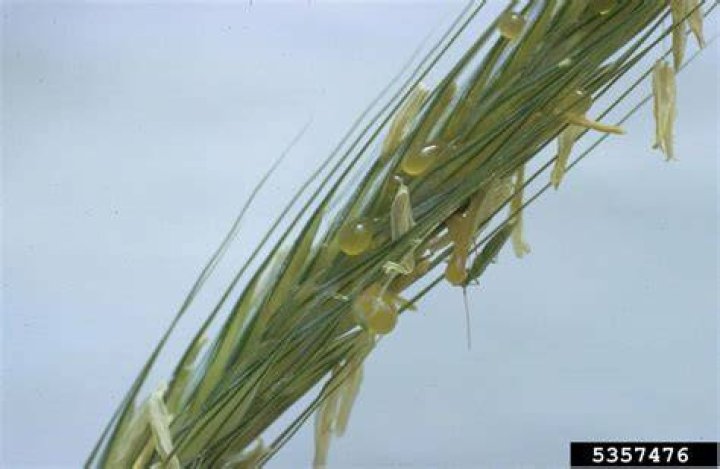 Where did ergot come from?