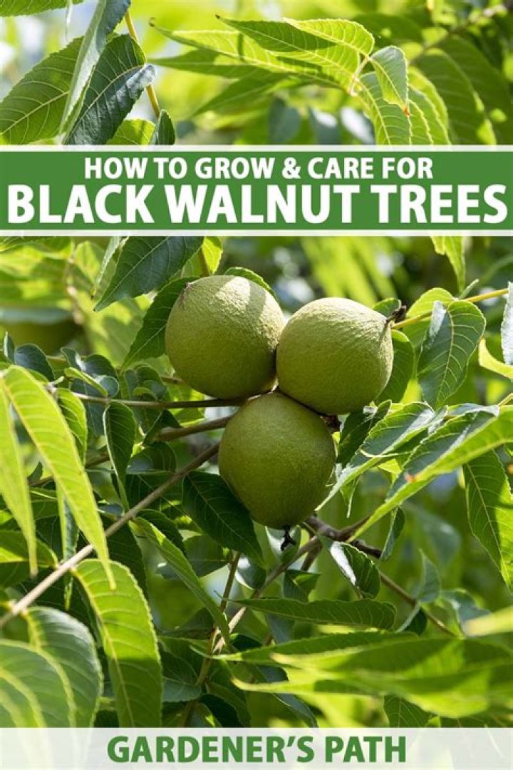 Where do black walnut trees grow?