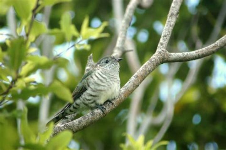 Where do cuckoo birds live?