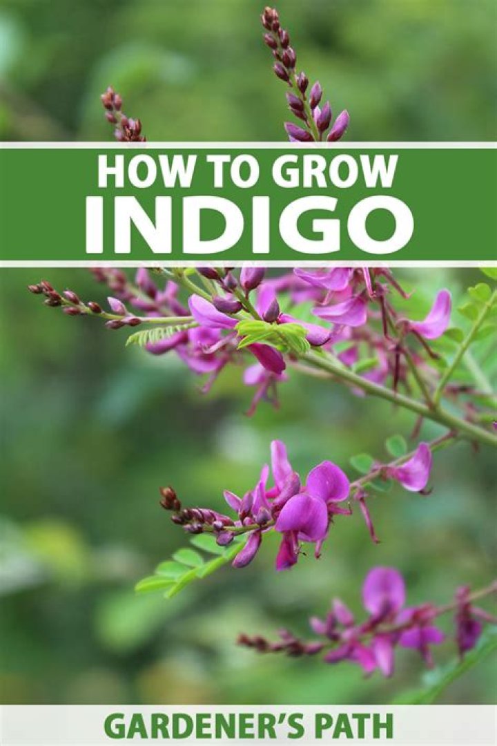Where do indigo plants grow?