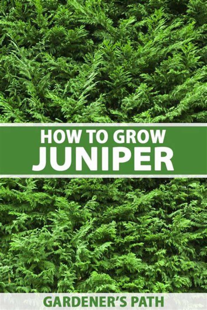 Where do juniper bushes grow?