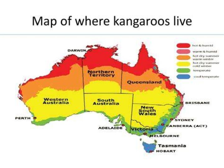 Where do most kangaroos live?