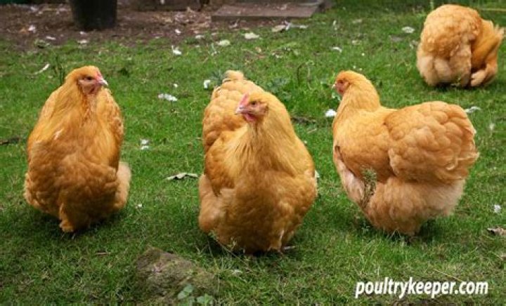 Where do Orpington chickens live?