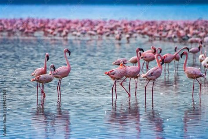 Where do pink flamingos live?