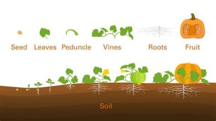 Where do pumpkins grow on Vine?