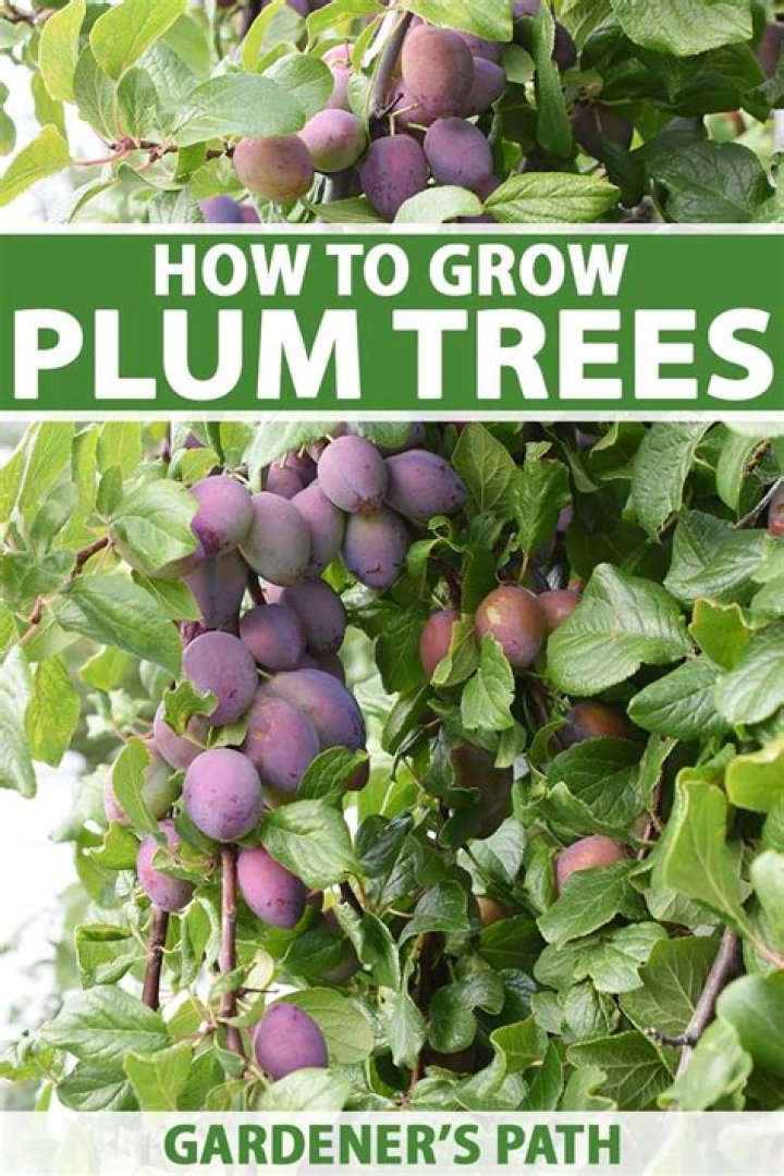 Where do sand plums grow?