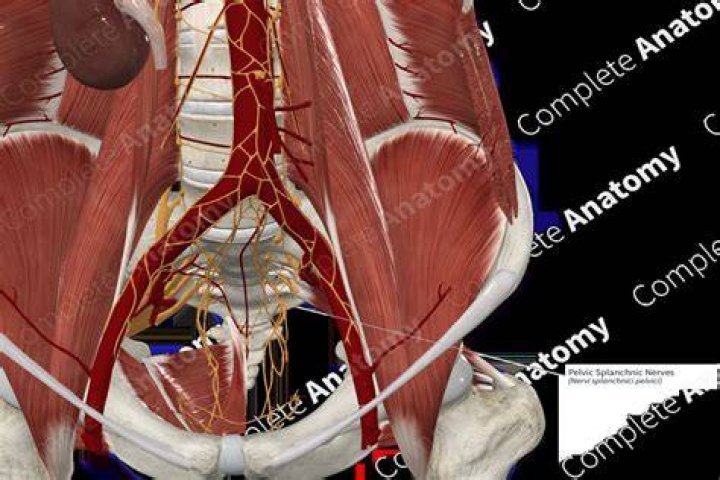 Where do the splanchnic nerves typically terminate?