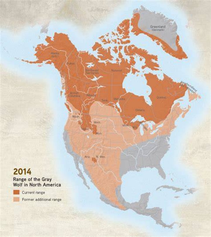 Where do wolves live?