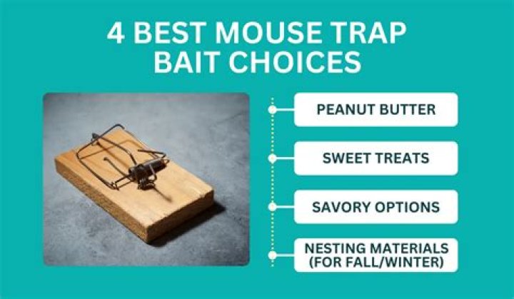 Where do you put the bait on a mouse trap?
