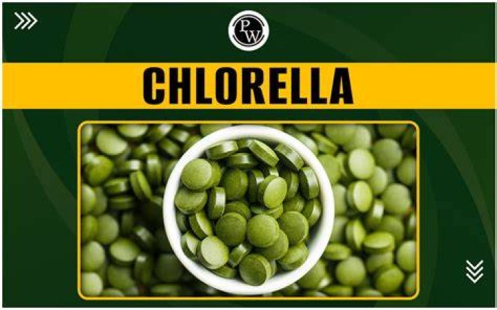 Where does Chlorella grow?